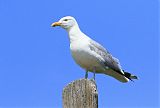 American Herring Gullborder=